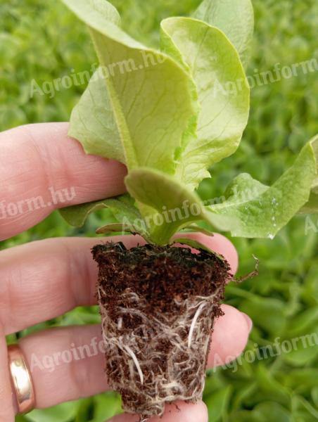 Fejessaláta palánta