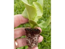 Fejessaláta palánta