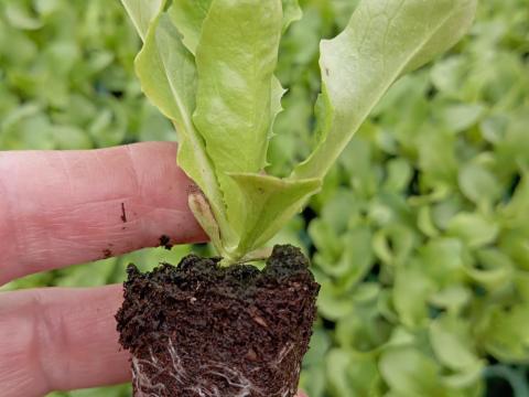 Touareg F1 fejessaláta palánta