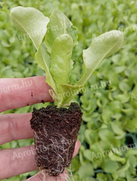 Touareg F1 fejessaláta palánta