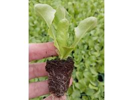 Touareg F1 fejessaláta palánta