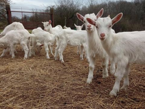 Szánentáli kisbakok eladók