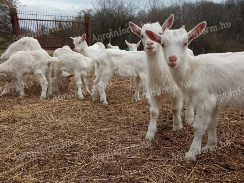 Szánentáli kisbakok eladók