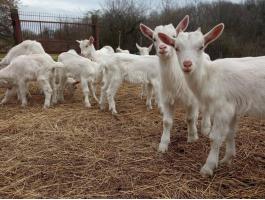 Szánentáli kisbakok eladók