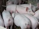 Húsjellegű malacok eladó