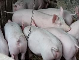 Húsjellegű malacok eladó