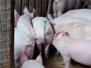 Húsjellegű malacok eladó