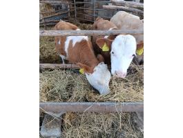 Eladó iker magyartarka borjak