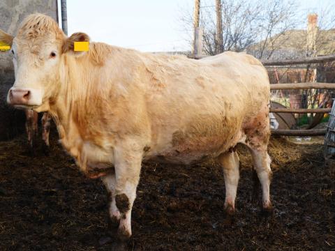Blond d'Aquitaine eladó üszők