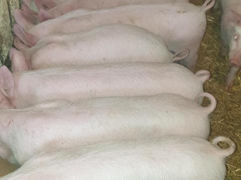 Eladó 10 db magyar nagyfehér malac Eladó 10 db magyar nagyfehér malac
