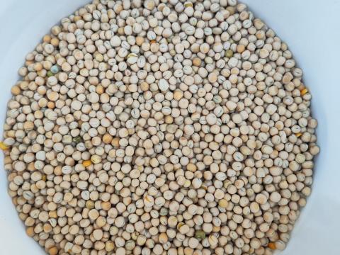 Takarmányborsó eladó Orchestra fajta Takarmányborsó eladó Orchestra fajta