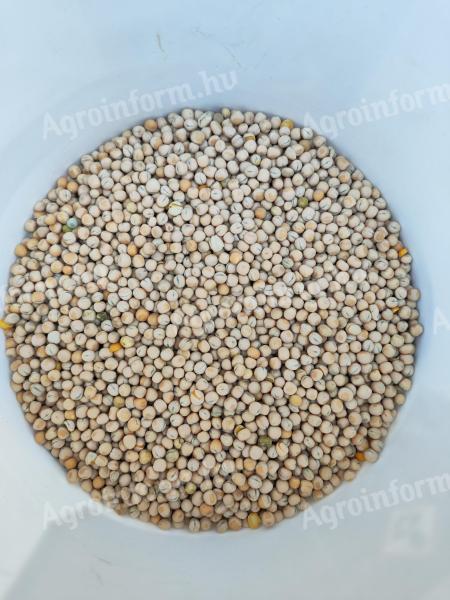 Takarmányborsó eladó Orchestra fajta