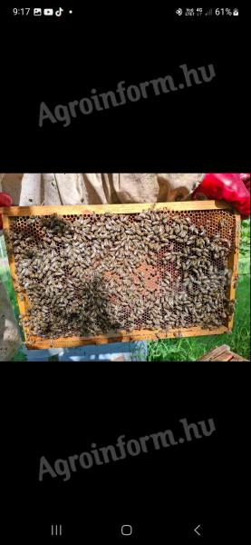 Hunor méhcsaládok eladók nagy méhészetből