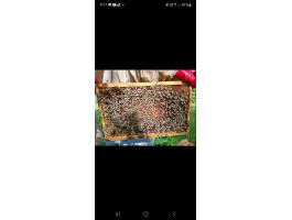 Hunor méhcsaládok eladók nagy méhészetből