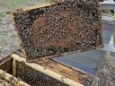 Hunor méhcsaládok eladók nagy méhészetből
