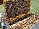Hunor méhcsaládok eladók nagy méhészetből
