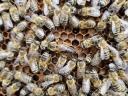 Hunor méhcsaládok eladók nagy méhészetből
