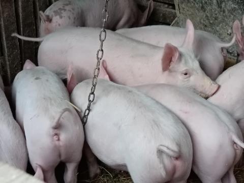 Húsjellegű malacok eladó Húsjellegű malacok eladó