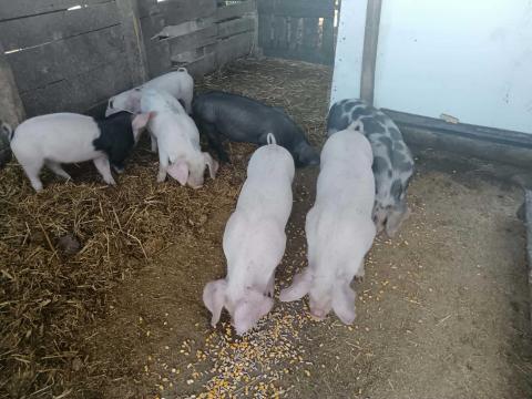 Eladó választási malacok.