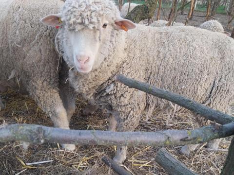 Eladó magyar merinó törzs anya juh