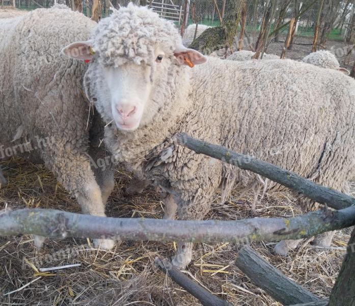 Eladó magyar merinó törzs anya juh
