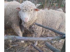 Eladó magyar merinó törzs anya juh