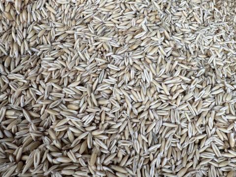 Őszi zab tisztított eladó