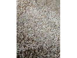 Őszi zab tisztított eladó