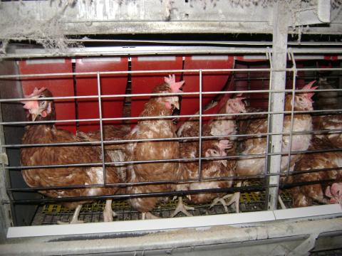 Vörös tojótyúk eladó