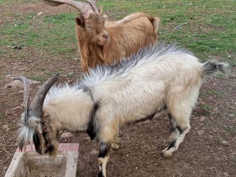 Kecskék eladók! Kecskék eladók!