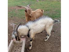 Kecskék eladók! 