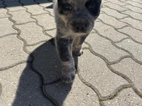 Cattle Dog kölyökkutyák