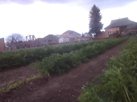 Petrezselyem levél eladó Petrezselyem levél eladó