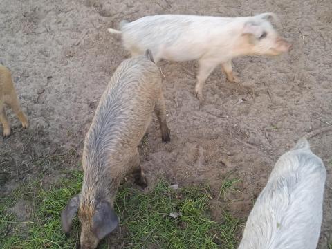 Durok és fehér húsjellegű süldő malacok eladók