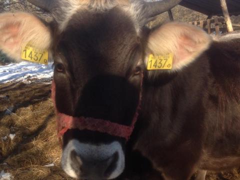 Kárpáti borzderes üsző eladó