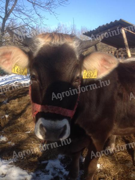 Kárpáti borzderes üsző eladó