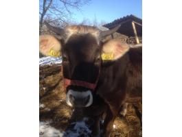 Kárpáti borzderes üsző eladó