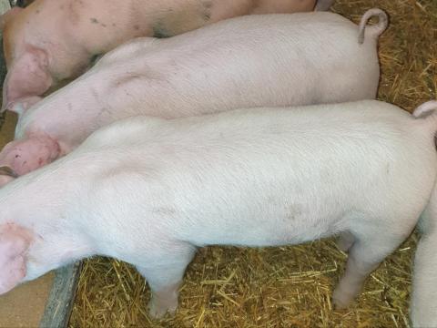 Eladó 1 db nőstény malac Eladó 1 db nőstény malac