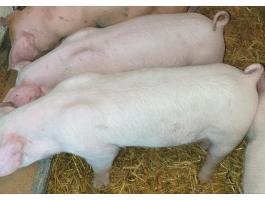 Eladó 1 db nőstény malac