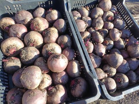 Cékla eladó Cékla eladó