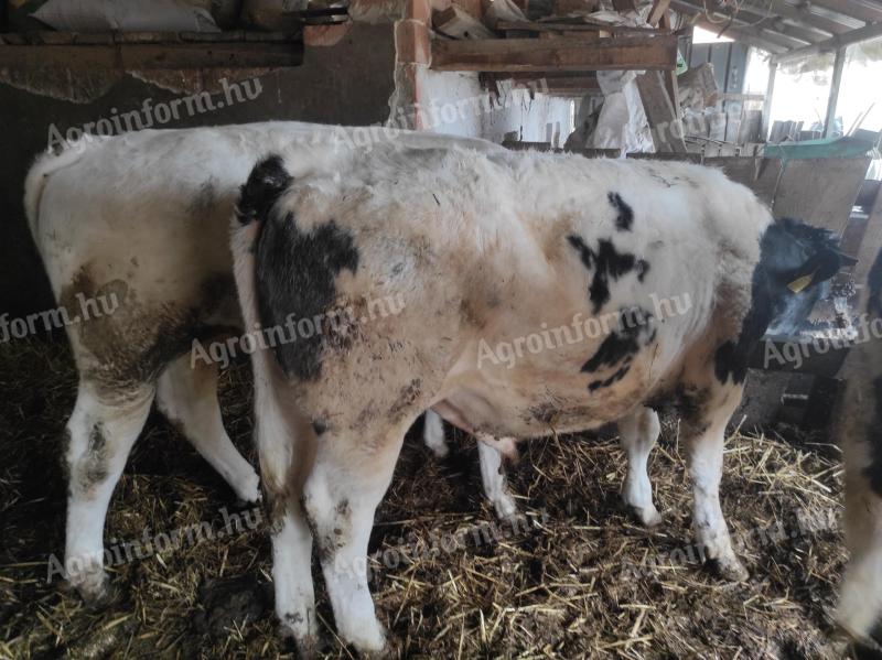 3 db kék belga bika