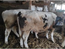 3 db kék belga bika