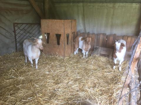 3 db búr gödölye 3 db búr gödölye