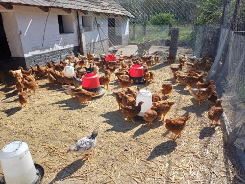 Tanyasi Csirke Tanyasi Csirke