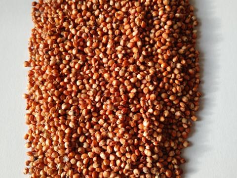 Szudánifű fémzárolt vetőmag Szudánifű fémzárolt vetőmag