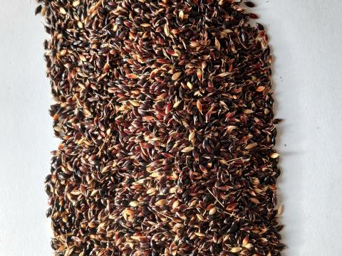 Szudánifű fémzárolt vetőmag (Akklimat típusú) Szudánifű fémzárolt vetőmag (Akklimat típusú)