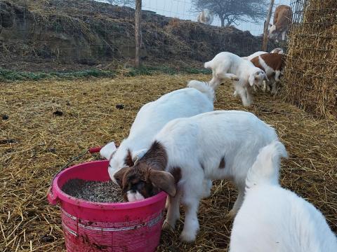 Eladó választási gidák