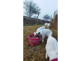 Eladó választási gidák