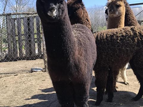 Alpaka gyapjas legények költöznének