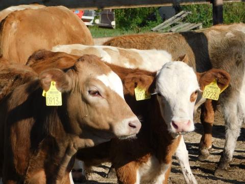 Szarvasmarha telepünkre munkatársat keresünk